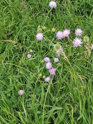 photo of Field Scabious