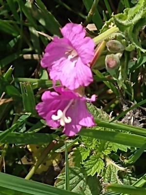 photo of Great Willowherb