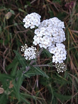 photo of Yarrow