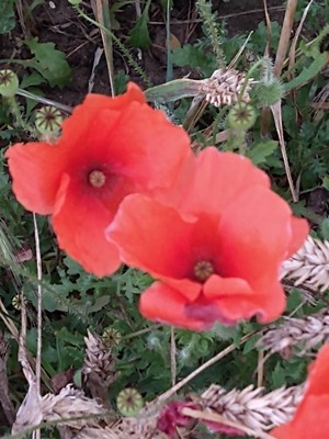 photo of Common Poppy