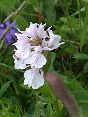 photo of Heath Spotted Orchid