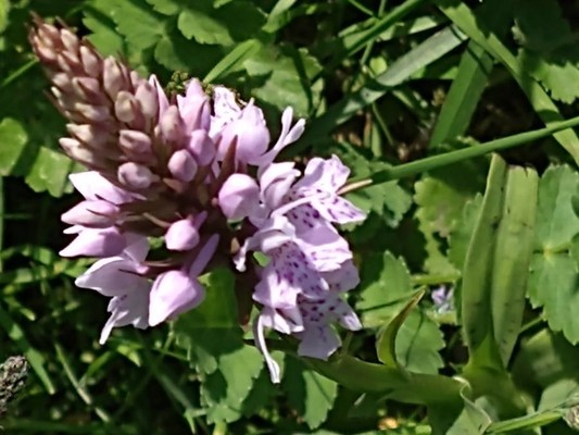photo of Common Spotted Orchid