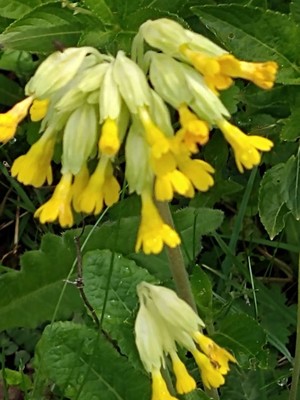 photo of Cowslip