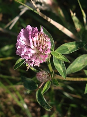 photo of Red Clover