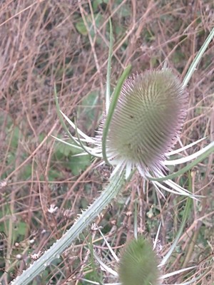 photo of Teasel