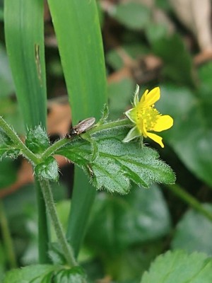 photo of Wood Avens