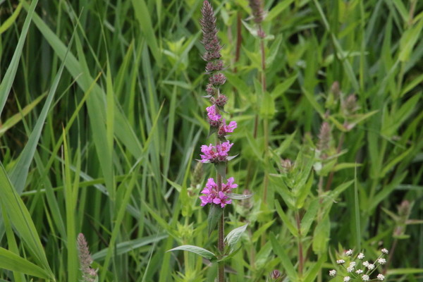photo of Purple Loosestrife