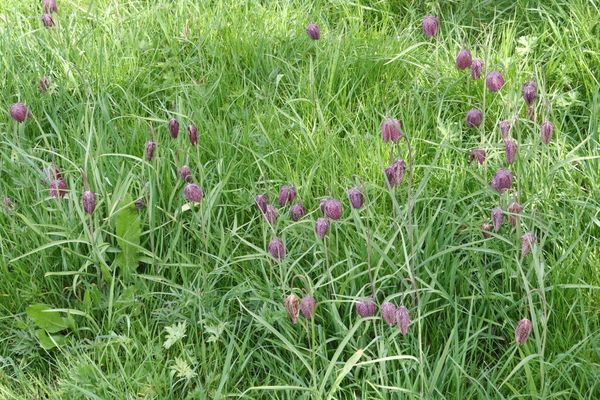 photo of Snake's Head Fritillary