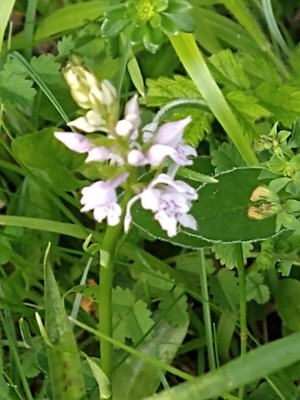 photo of Common Spotted Orchid