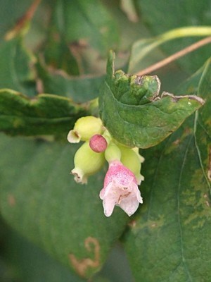 photo of Snowberry
