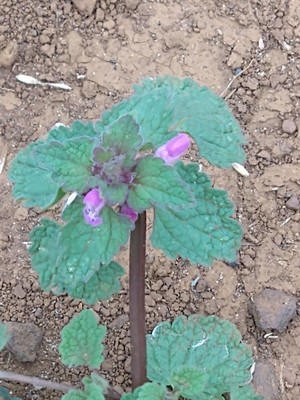 photo of Red Dead Nettle