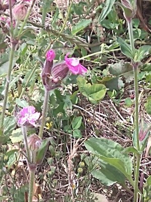 photo of Red Campion