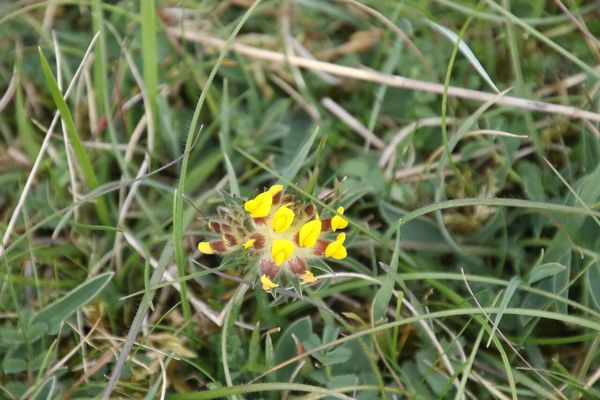 photo of Kidney Vetch