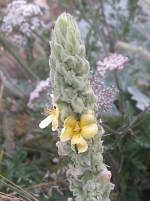 photo of Great Mullein