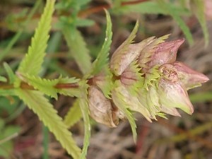 photo of Yellow Rattle
