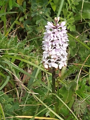 photo of Common Spotted Orchid