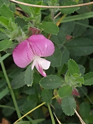 photo of Spiny Restharrow