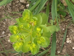 photo of Sun Spurge