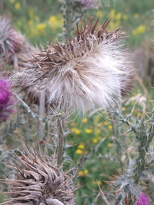 photo of Nodding Or Musk Thistle