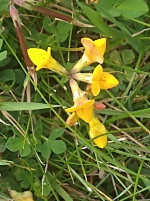 photo of Bird's Foot Trefoil