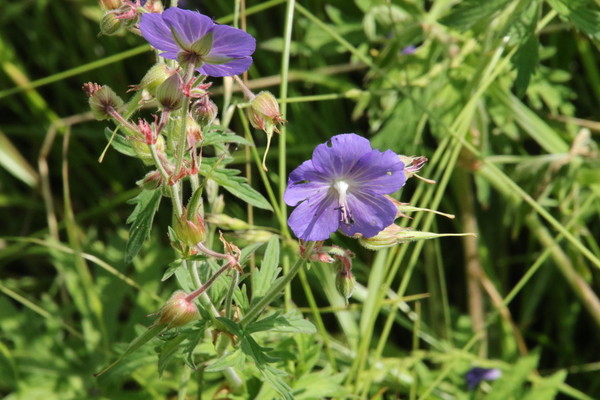 photo of Meadow Crane's Bill