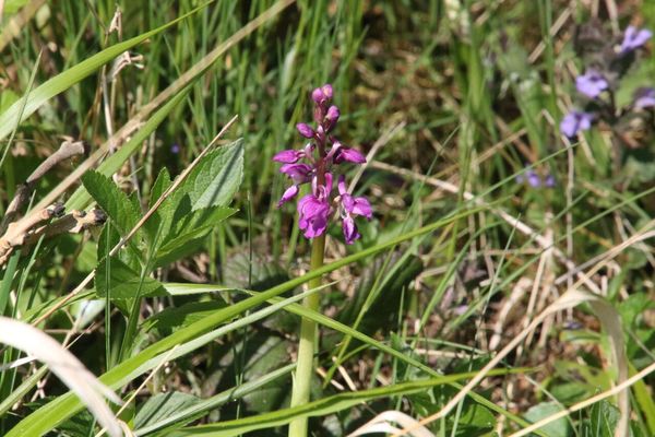 photo of Early Purple Orchid