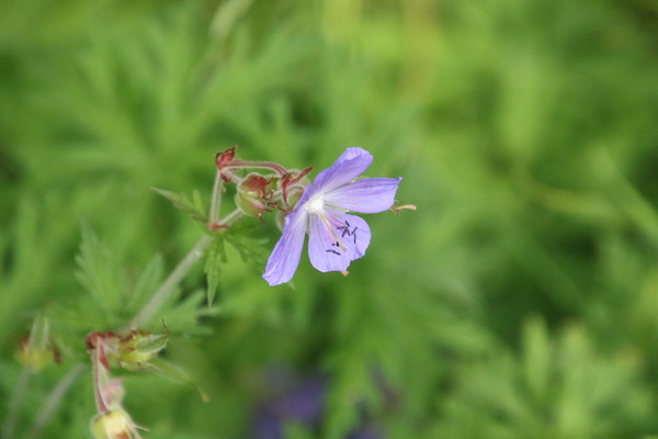 photo of Meadow Crane's Bill