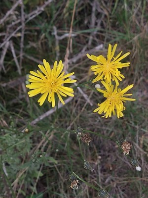 photo of Common Hawkweed