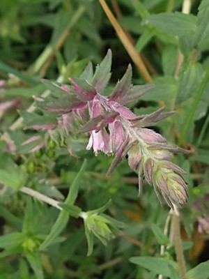 photo of Red Bartsia