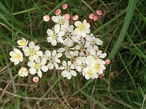 photo of Dropwort