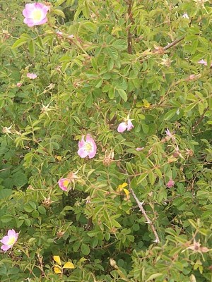 photo of Sweet Briar