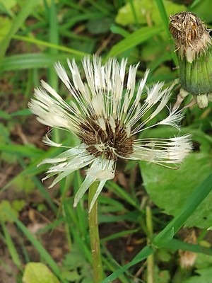 photo of Dandelion