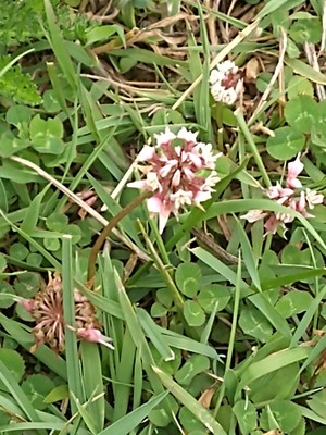 photo of White Clover