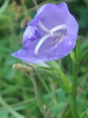 photo of Peach Leaved Bellflower