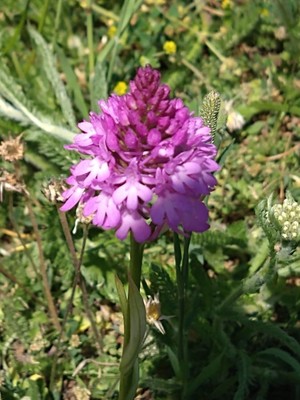 photo of Pyramidal Orchid