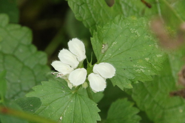 photo of White Dead Nettle