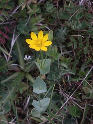 photo of Yellow Wort