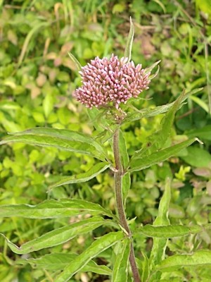 photo of Hemp Agrimony
