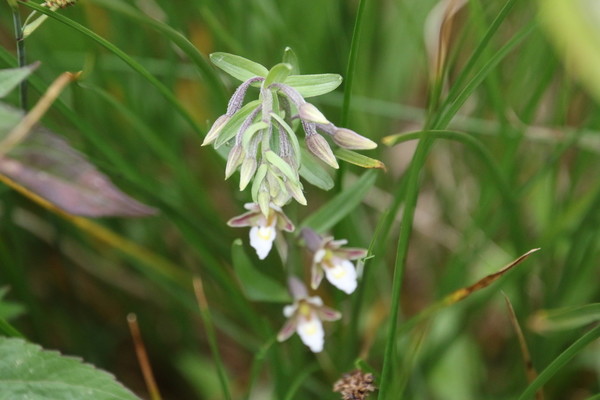photo of Marsh Helleborine