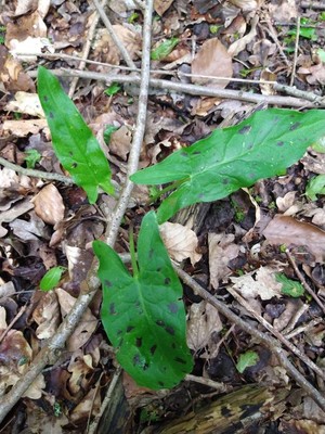 photo of Lords And Ladies