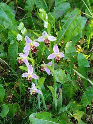 photo of Bee Orchid