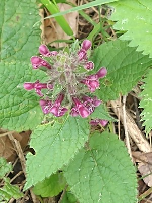 photo of Hedge Woundwort