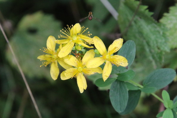 photo of Imperforate St. John's Wort