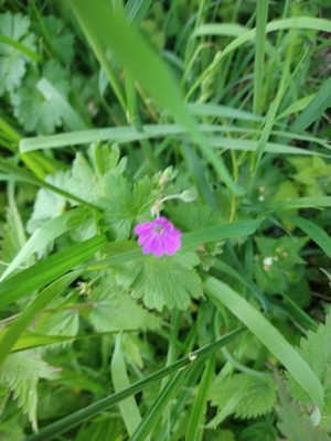 photo of Dove's Foot Crane's Bill
