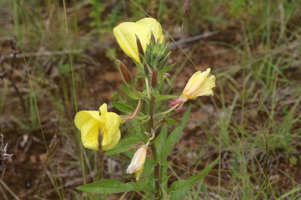 photo of Large Flowered Evening Primrose