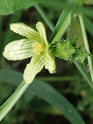 photo of White Bryony