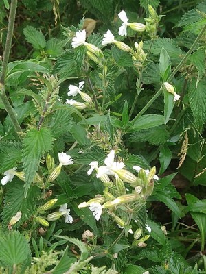 photo of White Campion