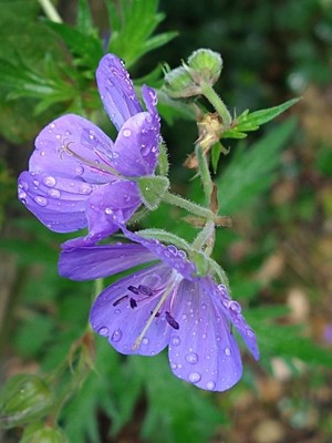 photo of Meadow Crane's Bill