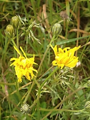photo of Hawkweed