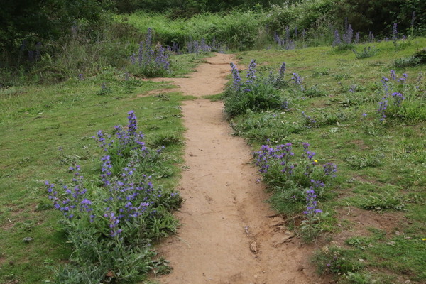 photo of Vipers Bugloss